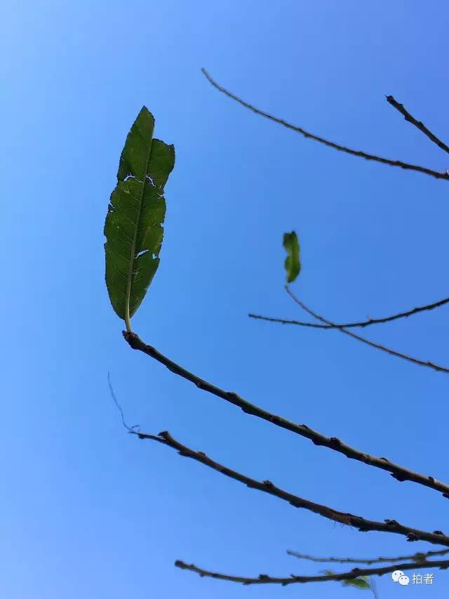 孤独叶子视频最新动态，探索自我与情感的深度探索之旅