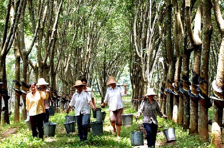 泰国橡胶最新动态，市场、产业趋势与未来发展展望