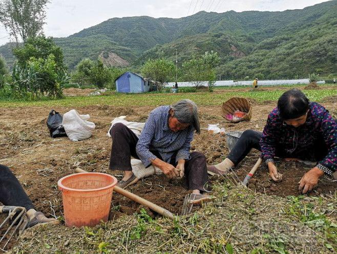 干天麻价格最新行情分析（2020年）