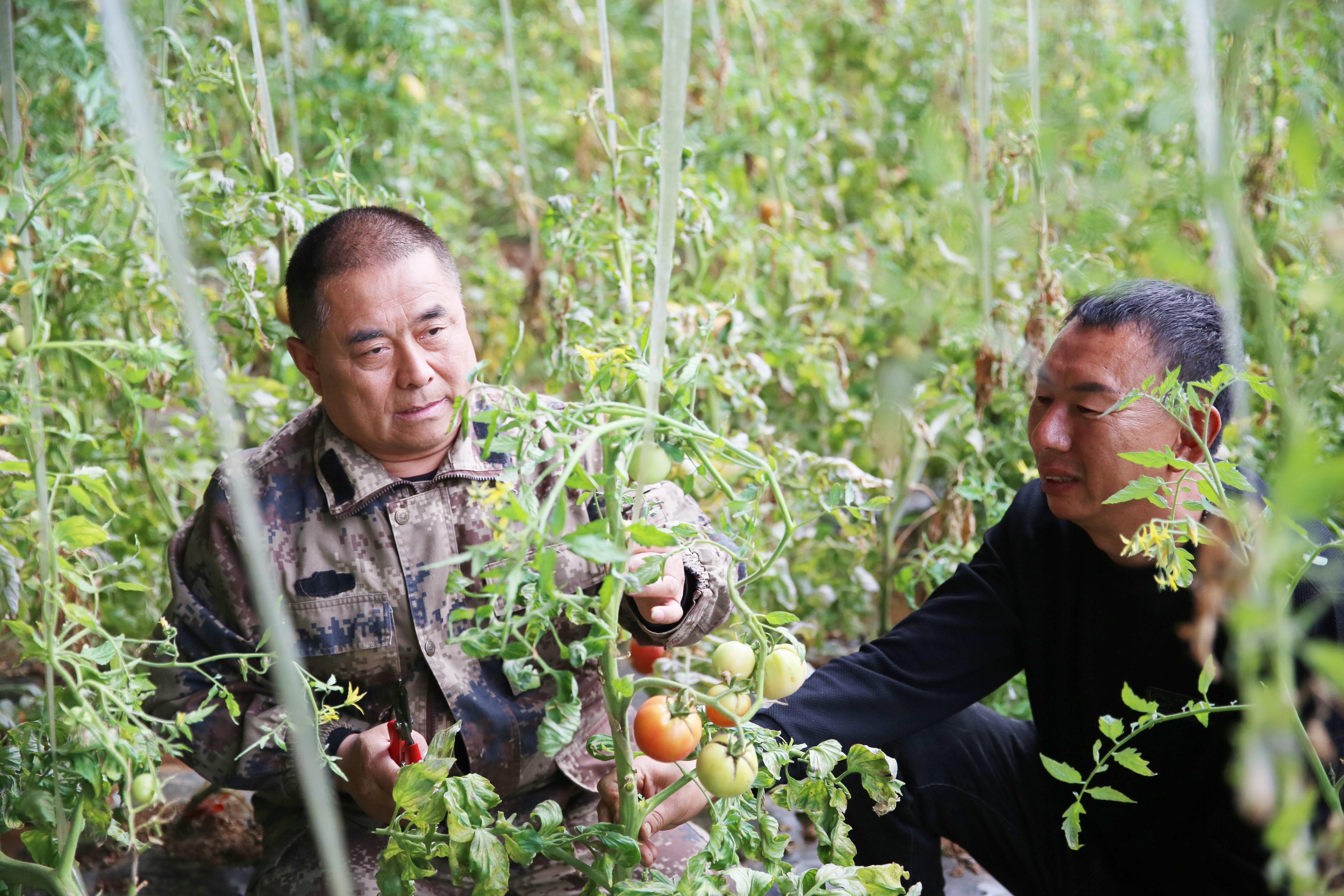 太原西红柿最新批发价及市场走势与影响因素深度解析