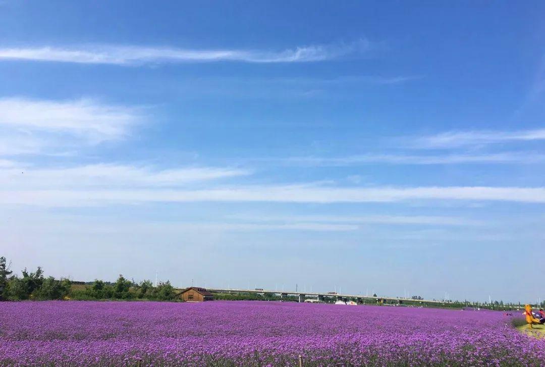 江苏国有林场改革推动绿色转型，助力可持续发展