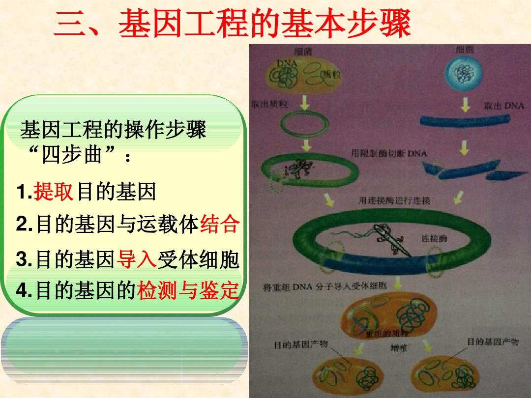 基因工程最新应用，探索生命科学未来之路