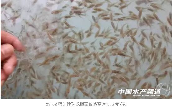 珍珠龙胆最新研究与应用进展概览