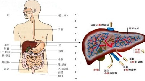 乙肝最新治疗法，突破带来希望之光