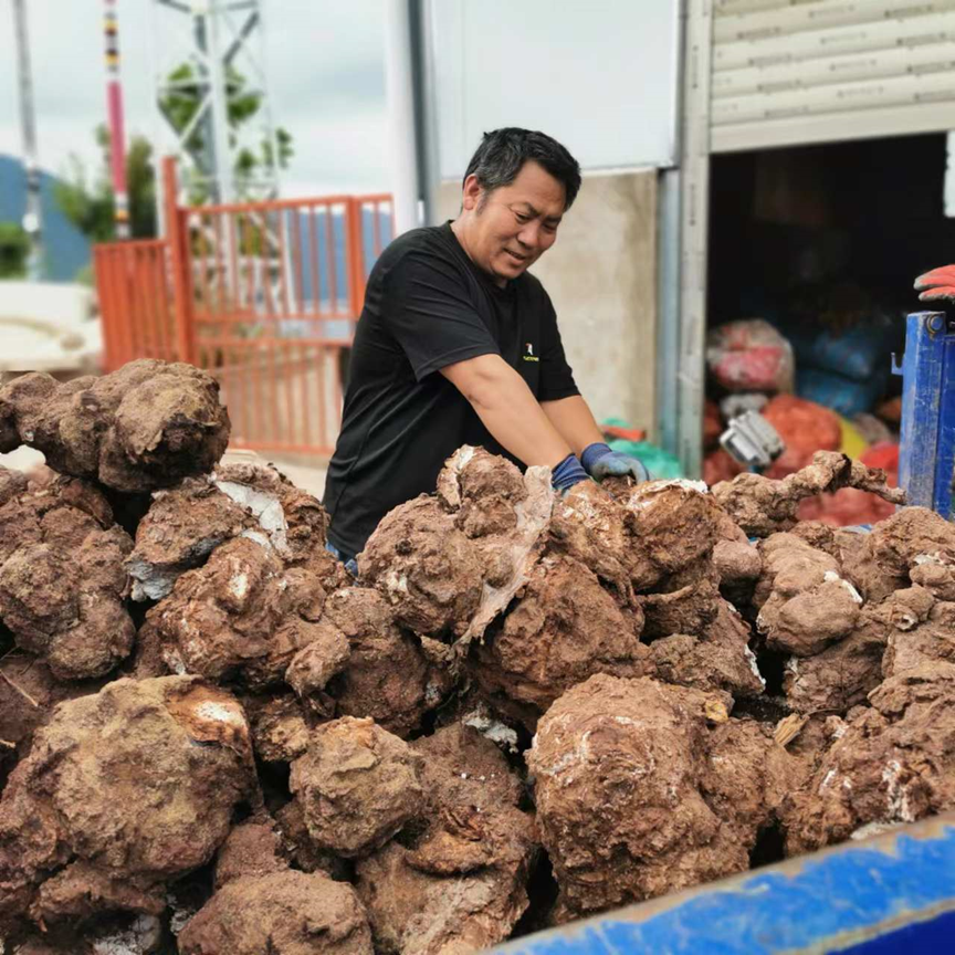 茯苓最新市场行情解析