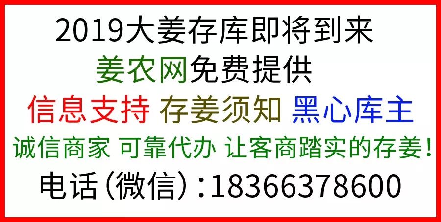 安丘大姜最新价格及市场走势深度解析